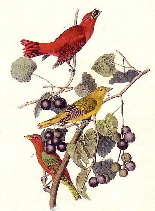 Summer Red-bird - Audubon's Birds Of America