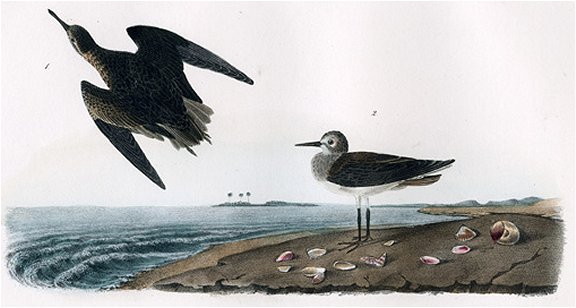 Schinz's Sandpiper - Audubon's Birds Of America