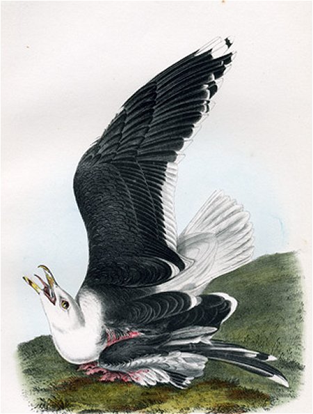 Great Black-backed Gull - Audubon's Birds Of America