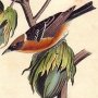 Bay-breasted Wood Warbler