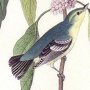 Caerulean Wood Warbler