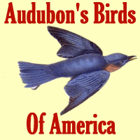 logo for Audubon's Birds Of America section