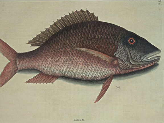 Mutton Fish Plate Number: II 25 