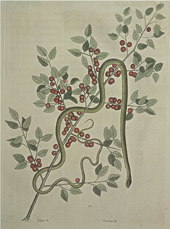 Green Snake Plate Number: II 57 