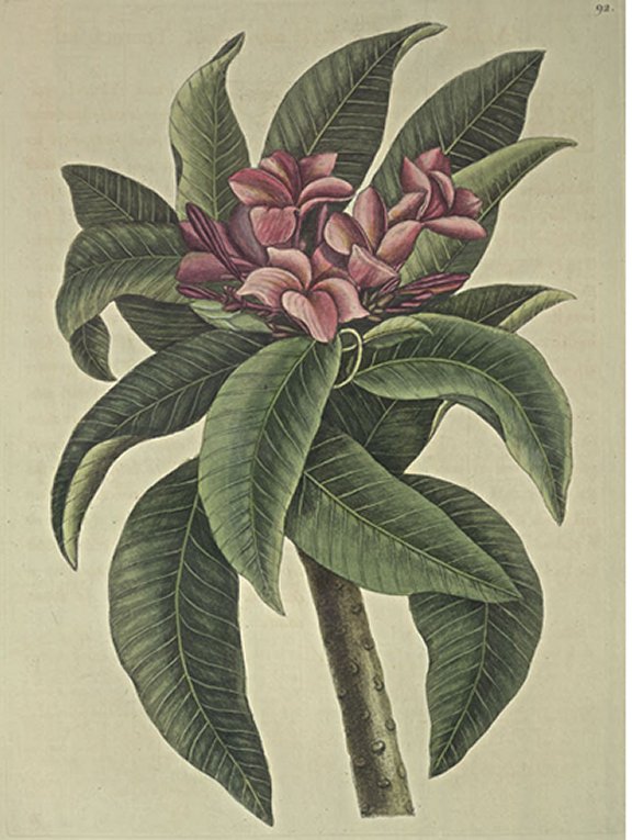 Plumeria Flore Roseo odoratissimo Plate Number: II 92 