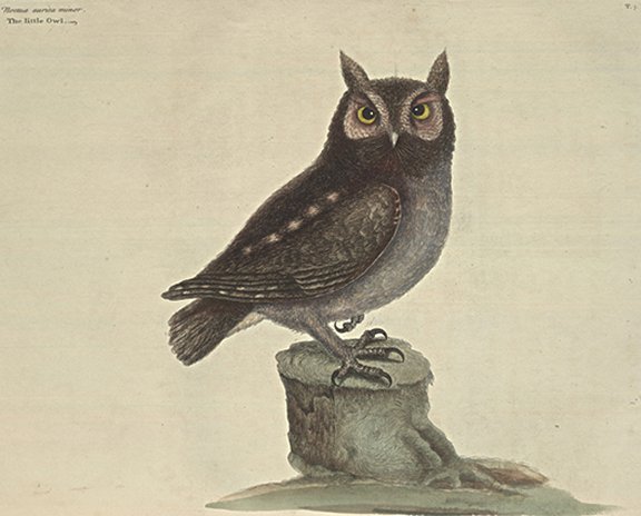 Little Owl Plate Number: I 7 