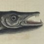 Barracuda