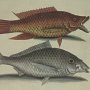 Hog Fish and Shad