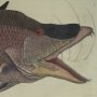 Great Hog-Fish