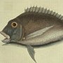 Porgy