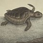 Loggerhead Turtle