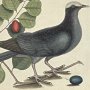 White Crowned Pigeon