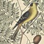 American Goldfinch