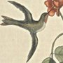 Humming Bird