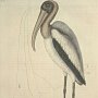 Wood Pelican