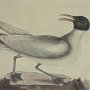 Laughing Gull