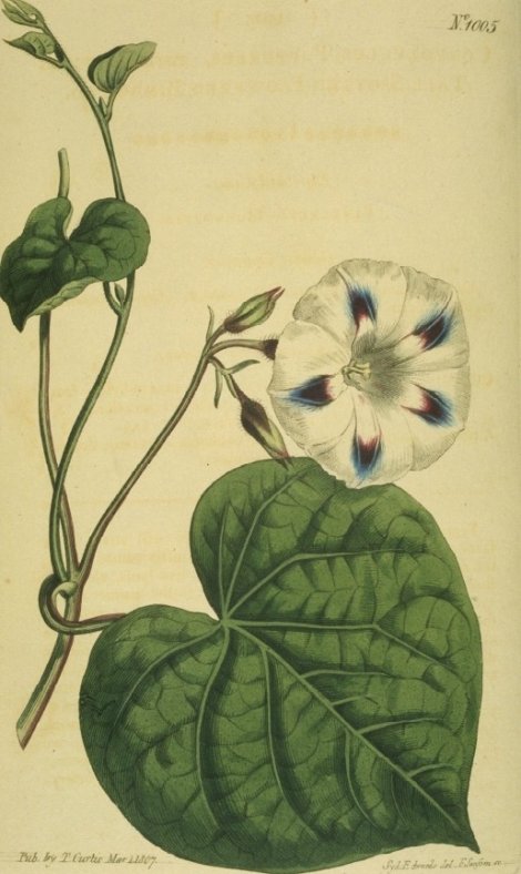 Ipomoea purpurea - Curtis's Botanical