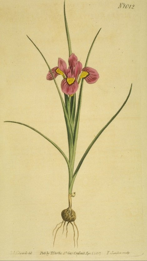 Moraea ciliata barbigera - Curtis's Botanical