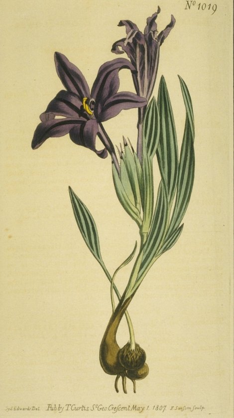 Babiana sambucina - Curtis's Botanical