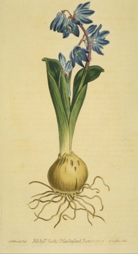 Scilla sibirca - Curtis's Botanical