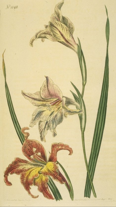 Gladiolus liliaceus - Curtis's Botanical