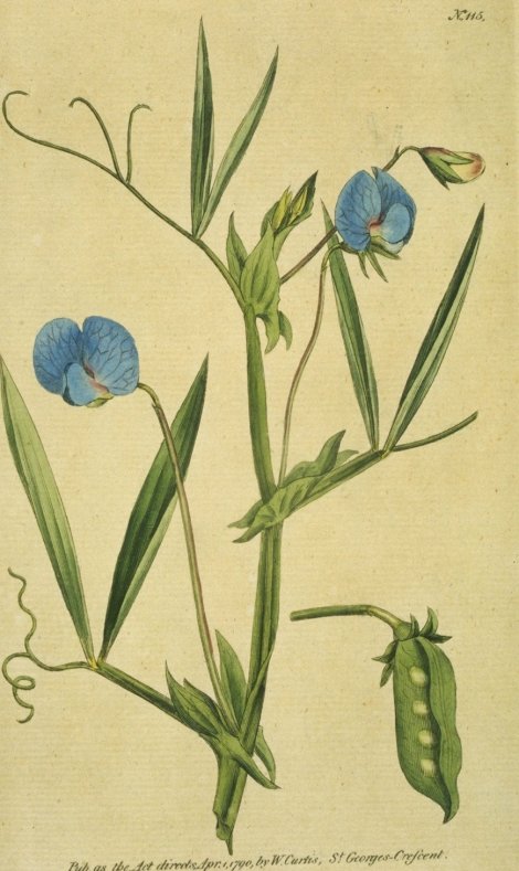 Lathyrus sativus - Curtis's Botanical