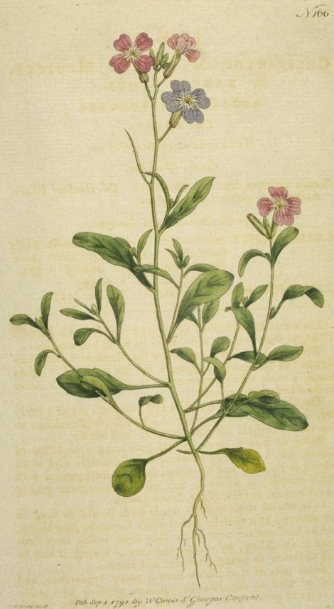 Malcolmia littorea - Curtis's Botanical