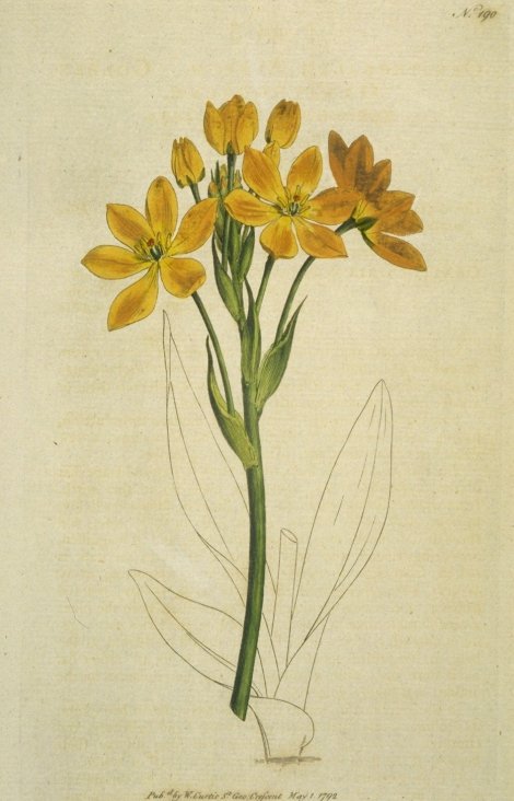 Ornithogalum Dubimn - Curtis's Botanical