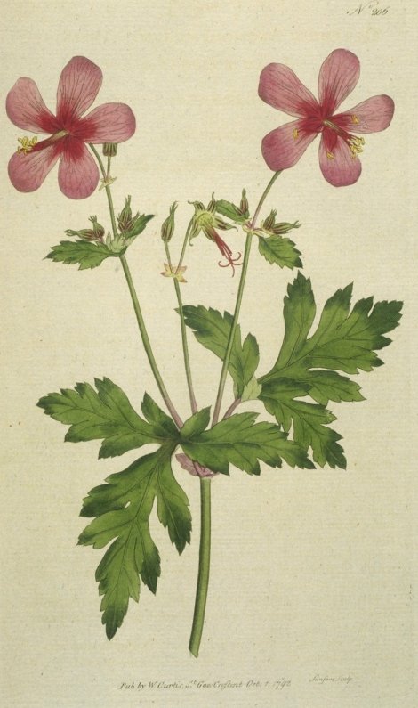 Geranium palmatum - Curtis's Botanical