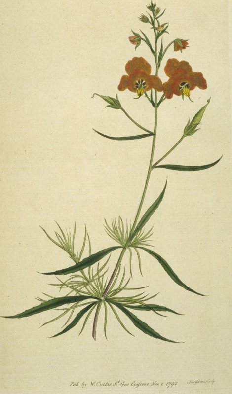 Alonsoa linearis - Curtis's Botanical