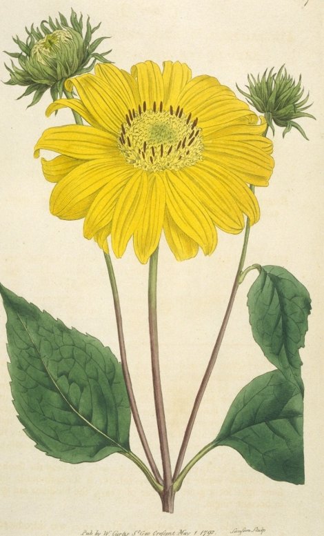 Helianthus decapetalus var. multiflorus - Curtis's Botanical