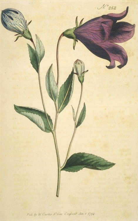 Platycodon grandiflorus - Curtis's Botanical