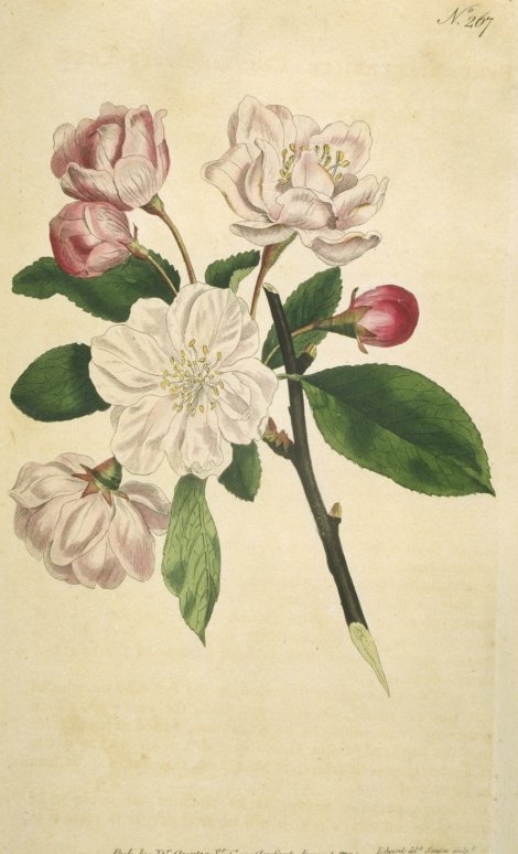 Malus spectabilis - Curtis's Botanical