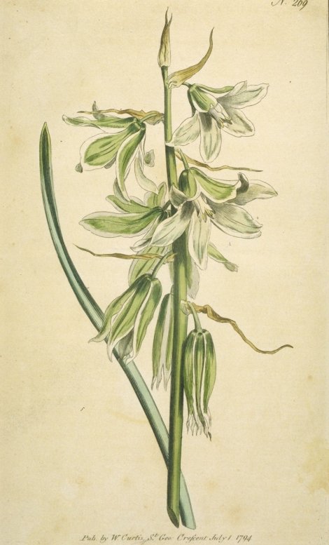 Ornithogalum nutans - Curtis's Botanical