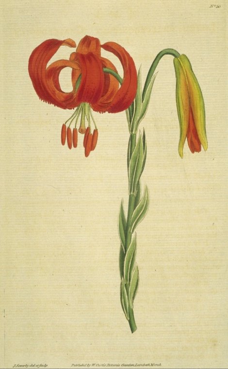 Lilium martagon - Curtis's Botanical