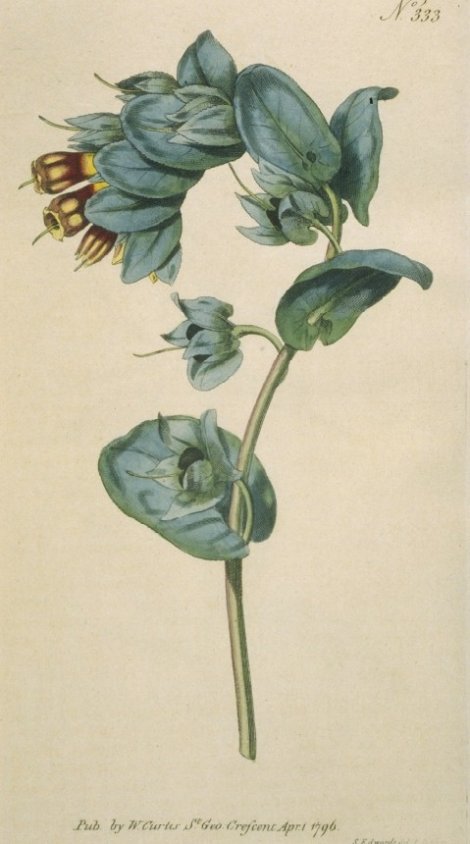 Cerinthe major - Curtis's Botanical