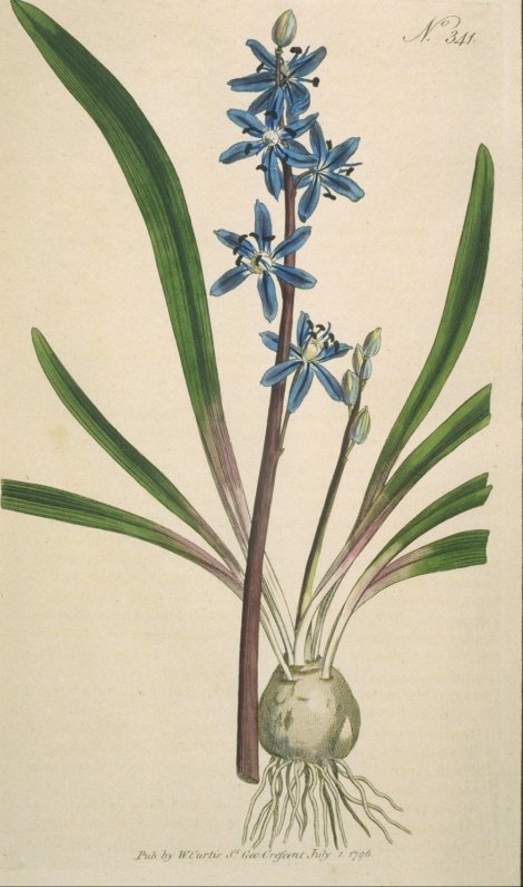 Scilla amoena - Curtis's Botanical