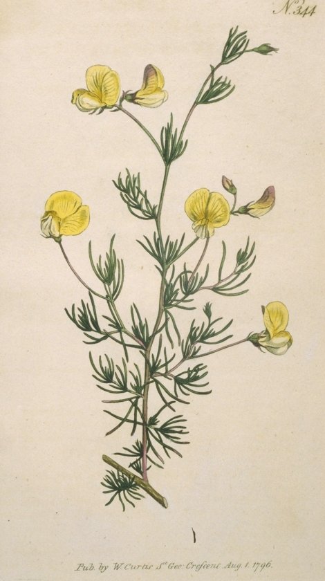 Erica subdivaricate - Curtis's Botanical