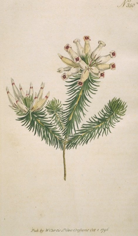 Erica ventricosa - Curtis's Botanical