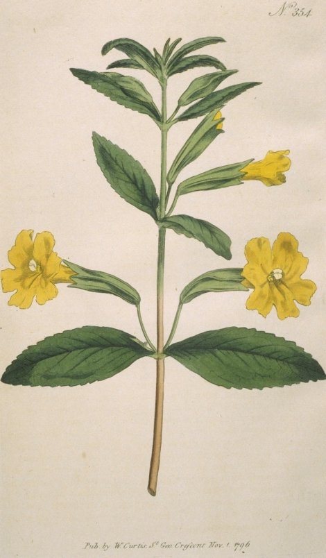 Mimulus aurantiacus - Curtis's Botanical