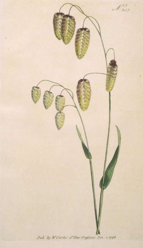 Briza maxima - Curtis's Botanical