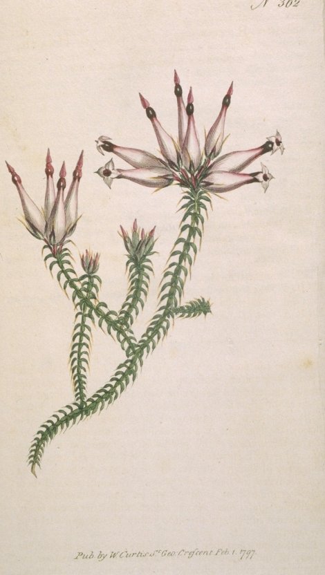 Erica retorta - Curtis's Botanical