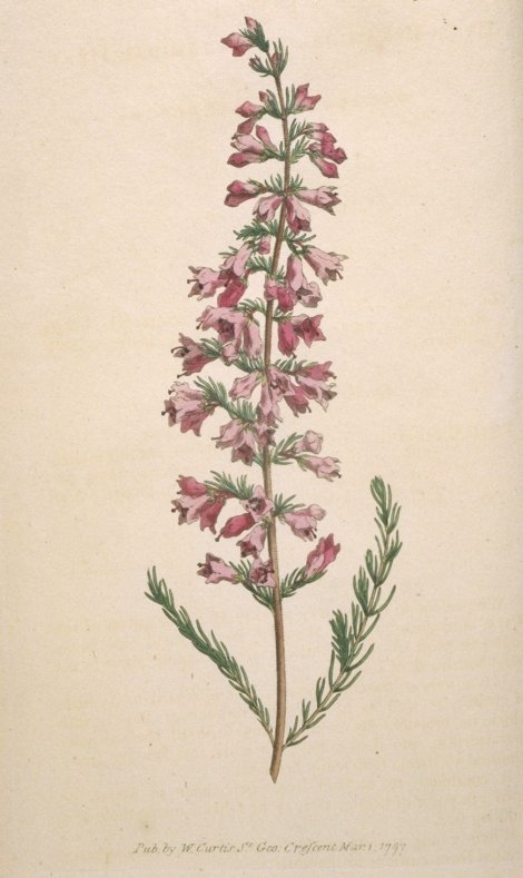 Erica pyramidalis - Curtis's Botanical