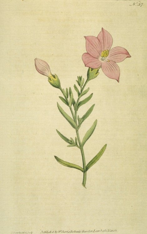 Orphium frutescens - Curtis's Botanical