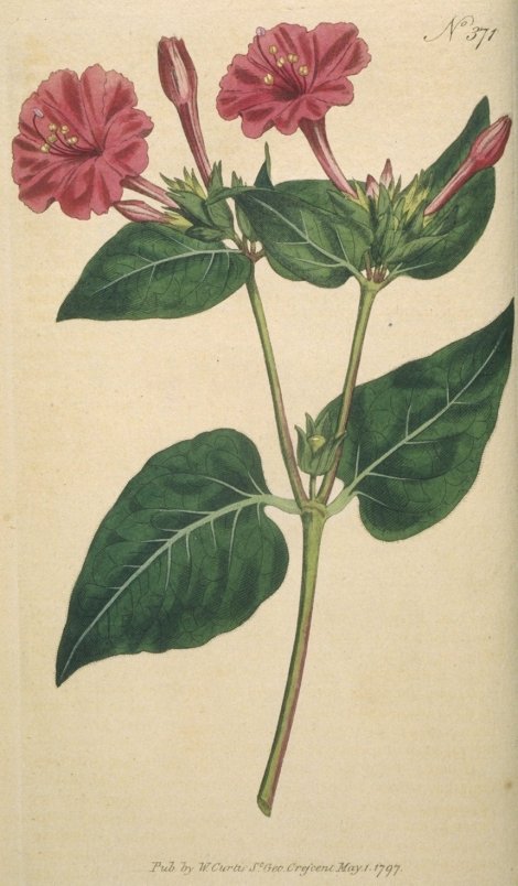 Mirabilis jalapa - Curtis's Botanical