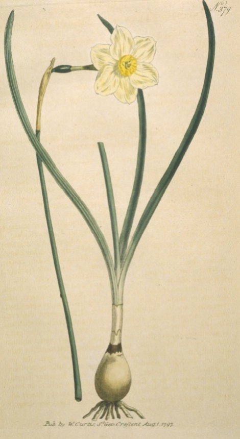 Narcissus tenuior - Curtis's Botanical