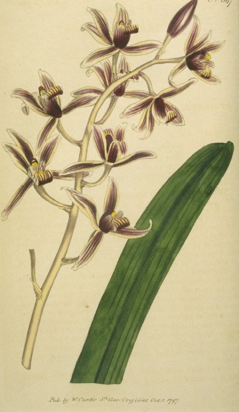 Cymbidium sinese - Curtis's Botanical