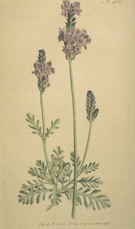 Lavandula dentata - Curtis's Botanical