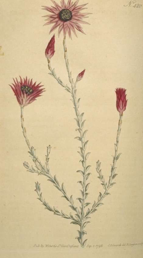 Helipterum canescens vulneratum - Curtis's Botanical