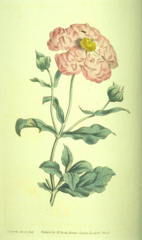 Cistus icanus - Curtis's Botanical